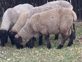 Suffolk kos