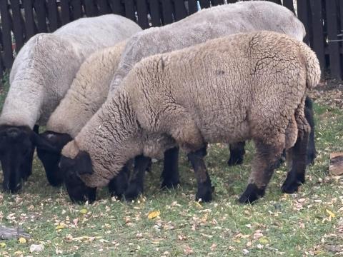 Suffolk kos Suffolk kos