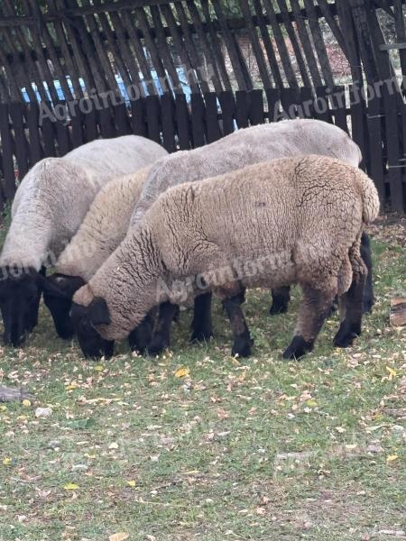 Suffolk kos