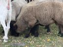 Suffolk kos
