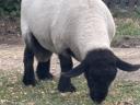 Suffolk kos