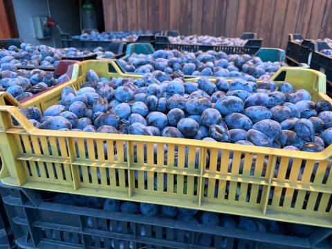 Besztercei és Stenly szilva eladó Besztercei és Stenly szilva eladó