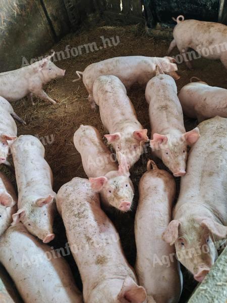 Pietrain malacok eladók 30 kg körüli súlyban