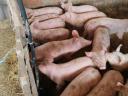Pietrain malacok eladók 30 kg körüli súlyban