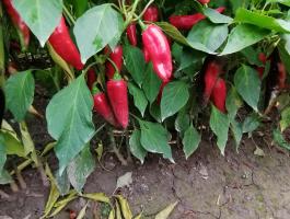 Fűszerpaprika
