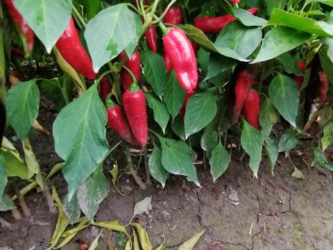 Fűszerpaprika Fűszerpaprika