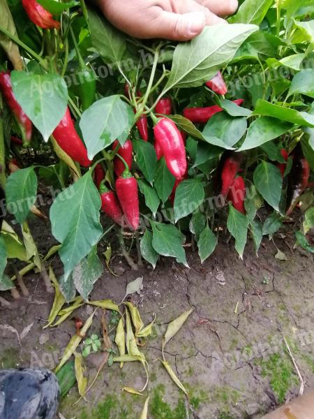 Fűszerpaprika