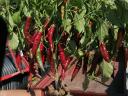 Fűszerpaprika