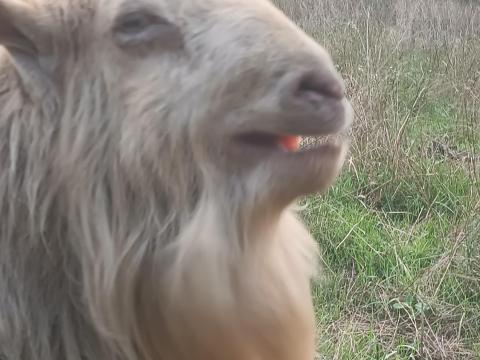 3 éves parlagi bak eladó 3 éves parlagi bak eladó