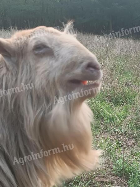 3 éves parlagi bak eladó