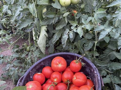 Paradicsom kis tételben Soltvadkerten eladó Paradicsom kis tételben Soltvadkerten eladó