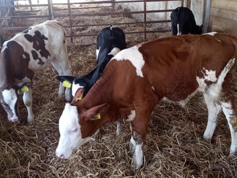 Eladó választási borjúk Eladó választási borjúk