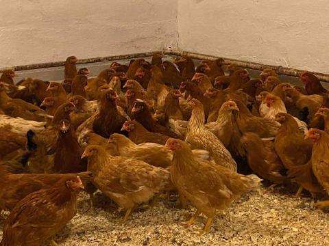 Jérce eladó baromfi tyúk Jérce eladó baromfi tyúk