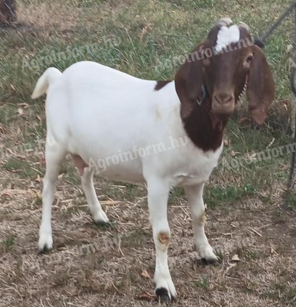 Eladó vemhes búr kecske