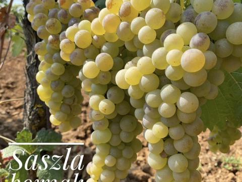 Eladó Saszla szőlő bor vagy pálinka készítéséhez Eladó Saszla szőlő bor vagy pálinka készítéséhez