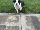Border collie jellegű kan kiskutya