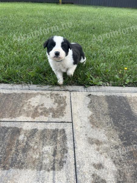 Border collie jellegű kan kiskutya