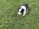 Border collie jellegű kan kiskutya
