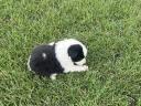 Border collie jellegű kan kiskutya