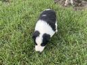 Border collie jellegű kan kiskutya