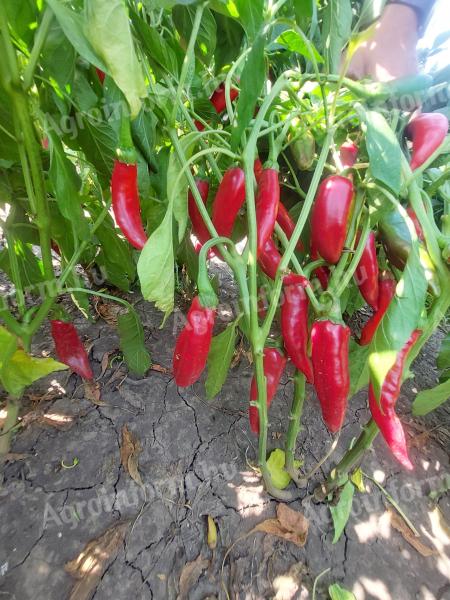 Fűszerpaprika nyers