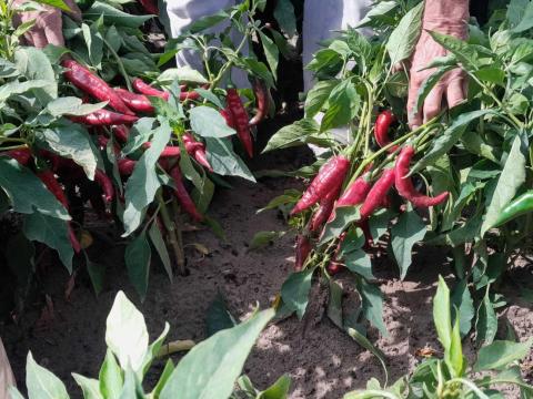 Szegedi 80-as fűszerpaprika Szegedi 80-as fűszerpaprika