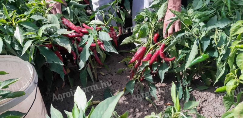 Szegedi 80-as fűszerpaprika