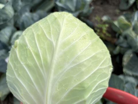 Strukta káposzta eladó Strukta káposzta eladó