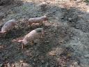 Magyar lapály-Duroc malacok eladók