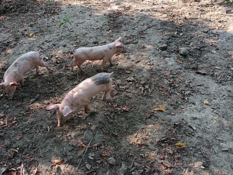 Magyar lapály-Duroc malacok eladók Magyar lapály-Duroc malacok eladók