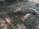 Magyar lapály-Duroc malacok eladók