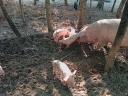 Magyar lapály-Duroc malacok eladók