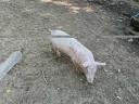Magyar lapály-Duroc malacok eladók