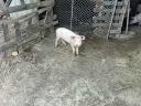 Magyar lapály-Duroc malacok eladók