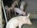 Magyar lapály-Duroc malacok eladók