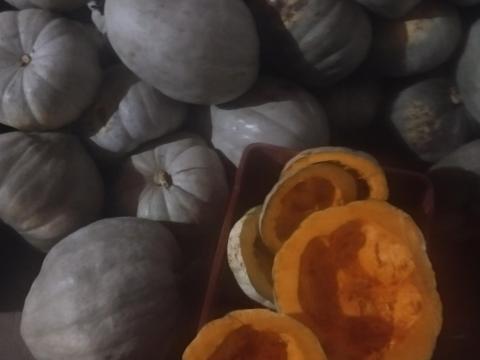 Nagydobosi sütőtök eladó Nagydobosi sütőtök eladó
