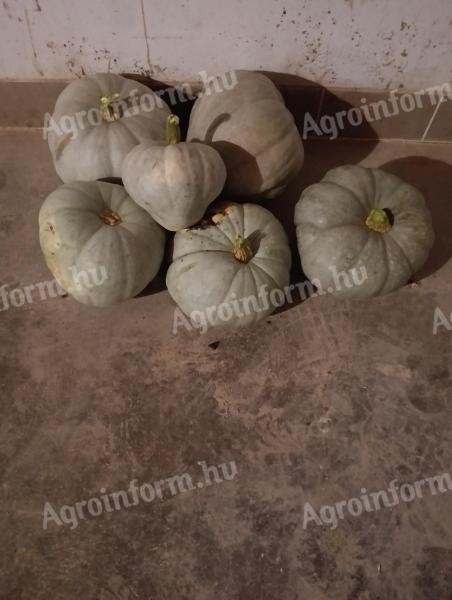 Nagydobosi sütőtök eladó