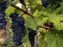 Cabernet sauvignon szőlő eladó
