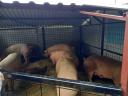 Tanyára Fejős, Szerelő, Traktoros, karbantartó keresek.