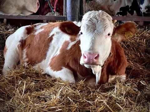 Tanyára fejős, szerelő, traktoros, karbantartó munkatársat keresek Tanyára fejős, szerelő, traktoros, karbantartó munkatársat keresek