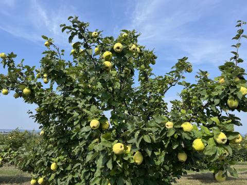 Birsalma eladó Birsalma eladó