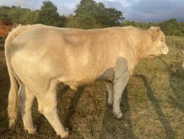 Charolais bika eladó