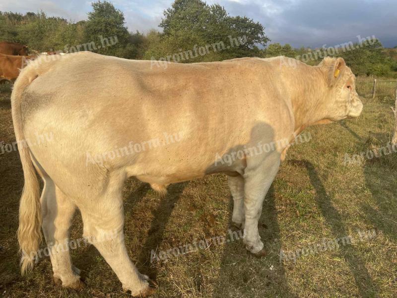 Charolais bika eladó
