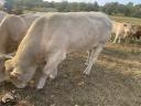 Charolais bika eladó