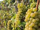 Eladó furmint szőlő
