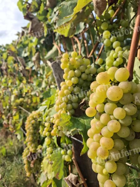 Eladó furmint szőlő