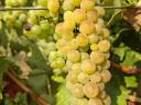 Eladó furmint szőlő