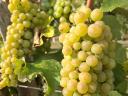 Eladó furmint szőlő