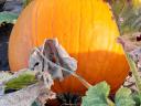 Halloween tök eladó
