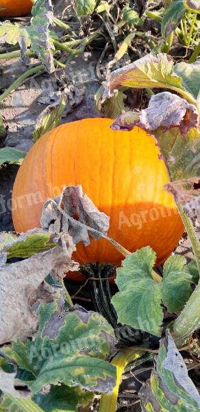 Halloween tök eladó